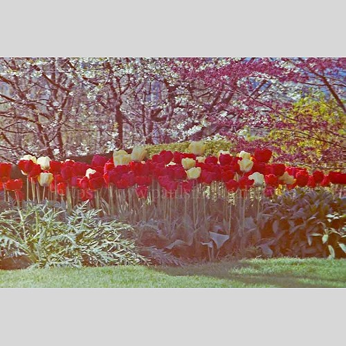 Tulip Garden Flower Photography